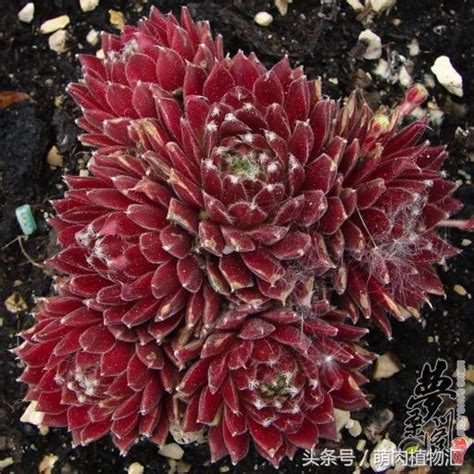 屋頂長生花|長生草屬 (Sempervivum)